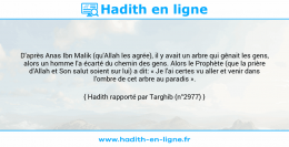 Une image avec le hadith : D'après Anas Ibn Malik (qu'Allah les agrée), il y avait un arbre qui gênait les gens, alors un homme l'a écarté du chemin des gens. Alors le Prophète (que la prière d'Allah et Son salut soient sur lui) a dit: « Je l'ai certes vu aller et venir dans l'ombre de cet arbre au paradis ». Hadith rapporté par Targhib (n°2977)