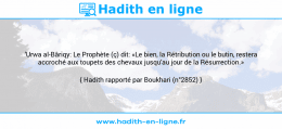 Une image avec le hadith : 'Urwa al-Bâriqy: Le Prophète (ç) dit: «Le bien, la Rétribution ou le butin, restera accroché aux toupets des chevaux jusqu'au jour de la Résurrection.» Hadith rapporté par Boukhari (n°2852)
