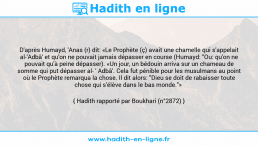 Une image avec le hadith : D'après Humayd, 'Anas (r) dit: «Le Prophète (ç) avait une chamelle qui s'appelait al-'Adbâ' et qu'on ne pouvait jamais dépasser en course (Humayd: "Ou: qu'on ne pouvait qu'à peine dépasser). «Un jour, un bédouin arriva sur un chameau de somme qui put dépasser al ' Adbâ'. Cela fut pénible pour les musulmans au point où le Prophète remarqua la chose. Il dit alors: "Dieu se doit de rabaisser toute chose qui s'élève dans le bas monde."» Hadith rapporté par Boukhari (n°2872)