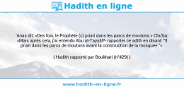 Une image avec le hadith : 'Anas dit: «Des fois, le Prophète (ç) priait dans les parcs de moutons.» Chu'ba: «Mais après cela, j'ai entendu Abu at-Tayyâl?- rapporter ce adîth en disant: "Il priait dans les parcs de moutons avant la construction de la mosquée."» Hadith rapporté par Boukhari (n°429)