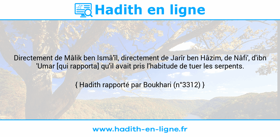 Une image avec le hadith : Directement de Mâlik ben Ismâ'îl, directement de Jarîr ben Hâzim, de Nâfi', d'ibn 'Umar [qui rapporta] qu'il avait pris l'habitude de tuer les serpents. Hadith rapporté par Boukhari (n°3312)