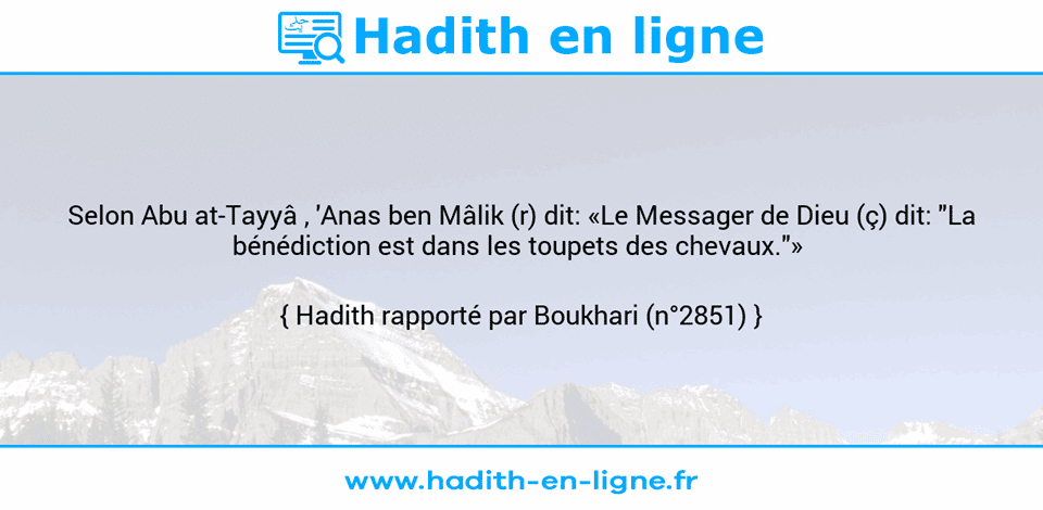 Une image avec le hadith : Selon Abu at-Tayyâ , 'Anas ben Mâlik (r) dit: «Le Messager de Dieu (ç) dit: "La bénédiction est dans les toupets des chevaux."»  Hadith rapporté par Boukhari (n°2851)