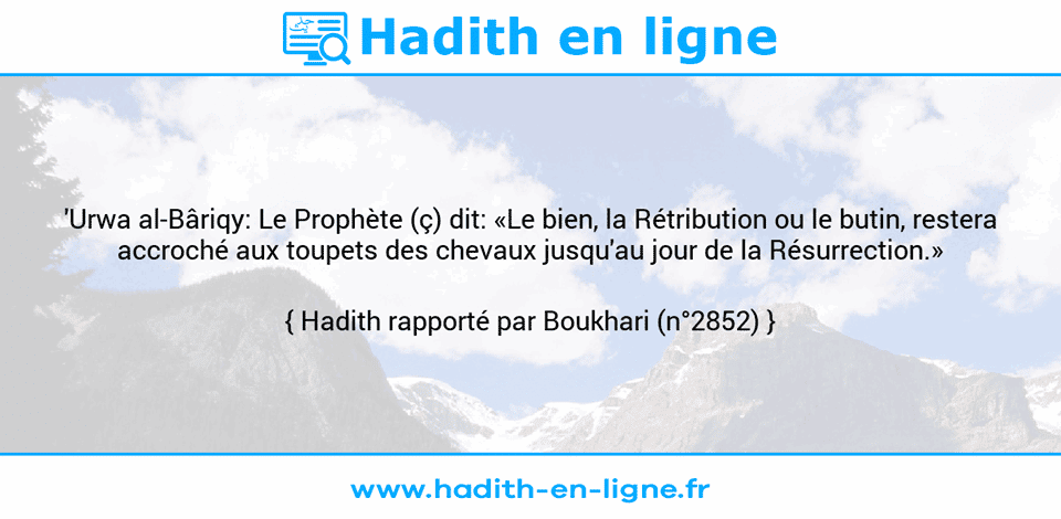 Une image avec le hadith :  'Urwa al-Bâriqy: Le Prophète (ç) dit: «Le bien, la Rétribution ou le butin, restera accroché aux toupets des chevaux jusqu'au jour de la Résurrection.» Hadith rapporté par Boukhari (n°2852)