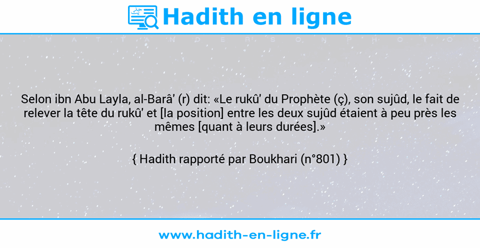 Une image avec le hadith : Selon ibn Abu Layla, al-Barâ' (r) dit: «Le rukû' du Prophète (ç), son sujûd, le fait de relever la tête du rukû' et [la position] entre les deux sujûd étaient à peu près les mêmes [quant à leurs durées].» Hadith rapporté par Boukhari (n°801)