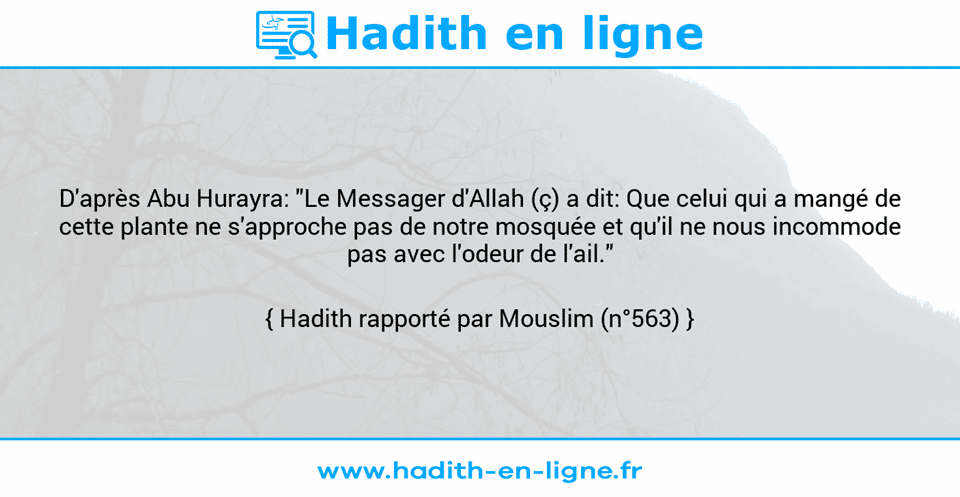 Une image avec le hadith : D'après Abu Hurayra: "Le Messager d'Allah (ç) a dit: Que celui qui a mangé de cette plante ne s'approche pas de notre mosquée et qu'il ne nous incommode pas avec l'odeur de l'ail." Hadith rapporté par Mouslim (n°563)