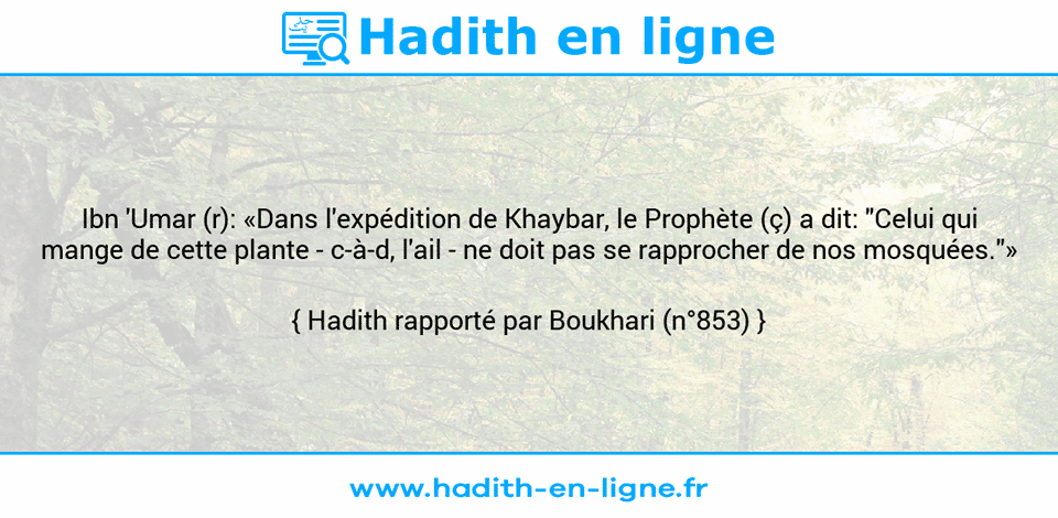 Une image avec le hadith : Ibn 'Umar (r): «Dans l'expédition de Khaybar, le Prophète (ç) a dit: "Celui qui mange de cette plante - c-à-d, l'ail - ne doit pas se rapprocher de nos mosquées."» Hadith rapporté par Boukhari (n°853)
