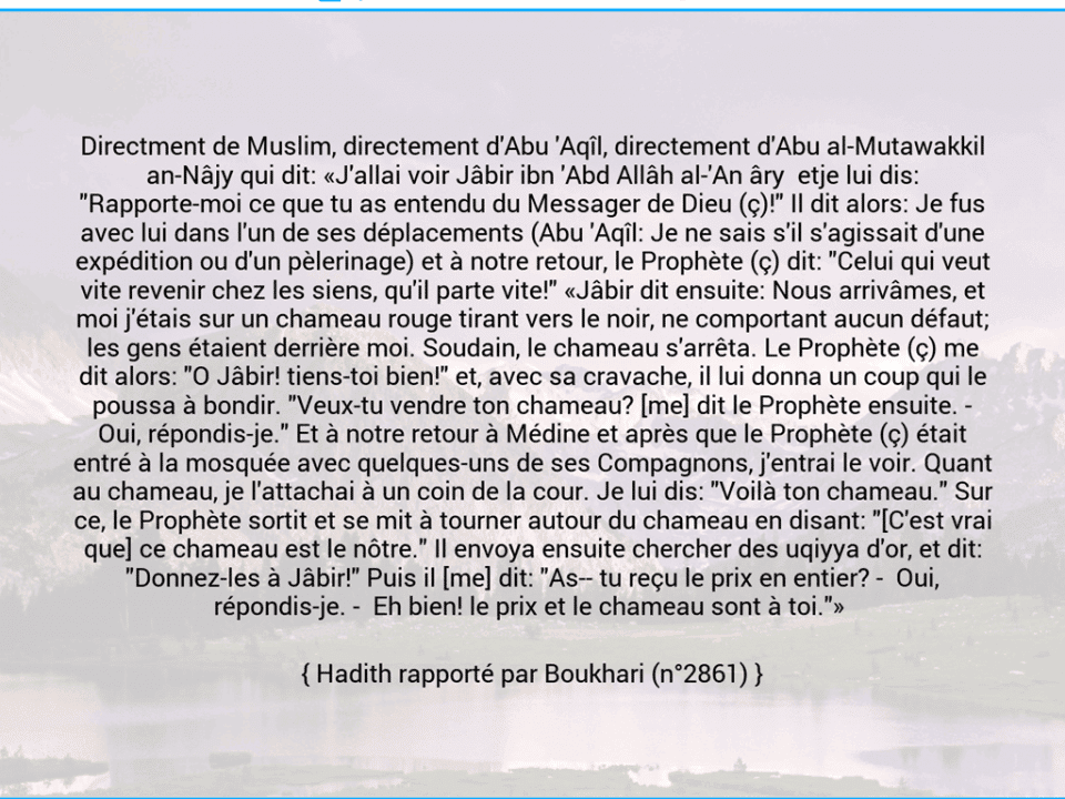 Une image avec le hadith : Directment de Muslim, directement d'Abu 'Aqîl, directement d'Abu al-Mutawakkil an-Nâjy qui dit: «J'allai voir Jâbir ibn 'Abd Allâh al-'An âry  etje lui dis: "Rapporte-moi ce que tu as entendu du Messager de Dieu (ç)!" Il dit alors: Je fus avec lui dans l'un de ses déplacements (Abu 'Aqîl: Je ne sais s'il s'agissait d'une expédition ou d'un pèlerinage) et à notre retour, le Prophète (ç) dit: "Celui qui veut vite revenir chez les siens, qu'il parte vite!" «Jâbir dit ensuite: Nous arrivâmes, et moi j'étais sur un chameau rouge tirant vers le noir, ne comportant aucun défaut; les gens étaient derrière moi. Soudain, le chameau s'arrêta. Le Prophète (ç) me dit alors: "O Jâbir! tiens-toi bien!" et, avec sa cravache, il lui donna un coup qui le poussa à bondir. "Veux-tu vendre ton chameau? [me] dit le Prophète ensuite. - Oui, répondis-je." Et à notre retour à Médine et après que le Prophète (ç) était entré à la mosquée avec quelques-uns de ses Compagnons, j'entrai le voir. Quant au chameau, je l'attachai à un coin de la cour. Je lui dis: "Voilà ton chameau." Sur ce, le Prophète sortit et se mit à tourner autour du chameau en disant: "[C'est vrai que] ce chameau est le nôtre." Il envoya ensuite chercher des uqiyya d'or, et dit: "Donnez-les à Jâbir!" Puis il [me] dit: "As­- tu reçu le prix en entier? -  Oui, répondis-je. -  Eh bien! le prix et le chameau sont à toi."»  Hadith rapporté par Boukhari (n°2861)