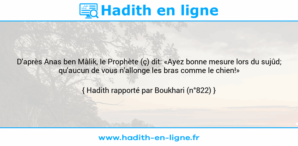 Une image avec le hadith : D'après Anas ben Mâlik, le Prophète (ç) dit: «Ayez bonne mesure lors du sujûd; qu'aucun de vous n'allonge les bras comme le chien!» Hadith rapporté par Boukhari (n°822)