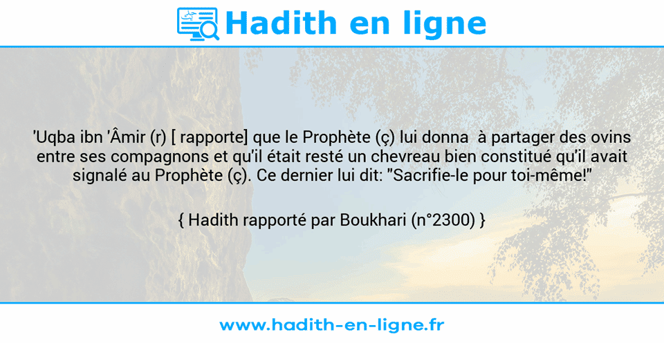 Une image avec le hadith : 'Uqba ibn 'Âmir (r) [ rapporte] que le Prophète (ç) lui donna  à partager des ovins entre ses compagnons et qu'il était resté un chevreau bien constitué qu'il avait signalé au Prophète (ç). Ce dernier lui dit: "Sacrifie-le pour toi-même!" Hadith rapporté par Boukhari (n°2300)