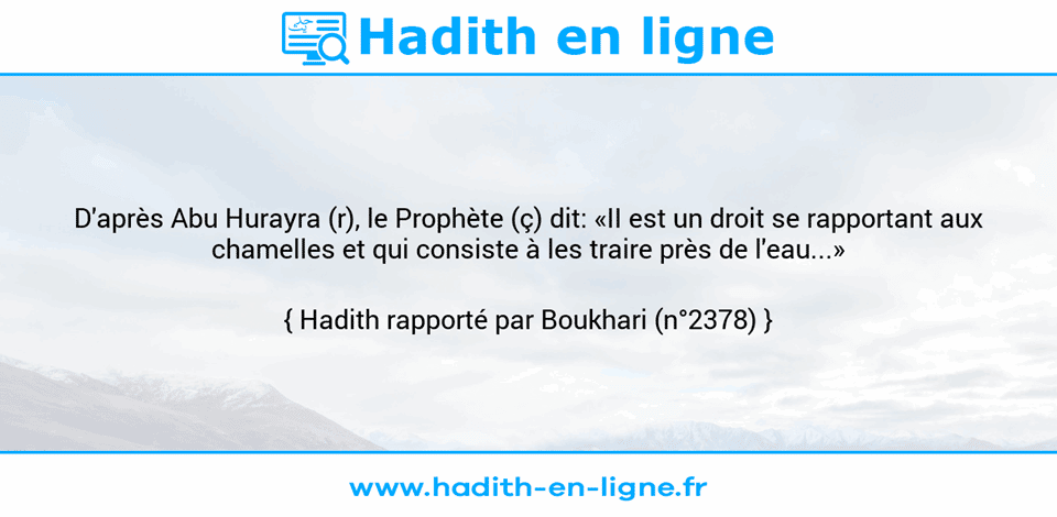 Une image avec le hadith : D'après Abu Hurayra (r), le Prophète (ç) dit: «II est un droit se rapportant aux chamelles et qui consiste à les traire près de l'eau...» Hadith rapporté par Boukhari (n°2378)