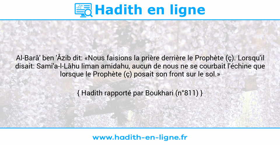 Une image avec le hadith : Al-Barâ' ben 'Âzib dit: «Nous faisions la prière derrière le Prophète (ç). Lorsqu'il disait: Sami'a-l-Lâhu liman amidahu, aucun de nous ne se courbait l'échine que lorsque le Prophète (ç) posait son front sur le sol.» Hadith rapporté par Boukhari (n°811)
